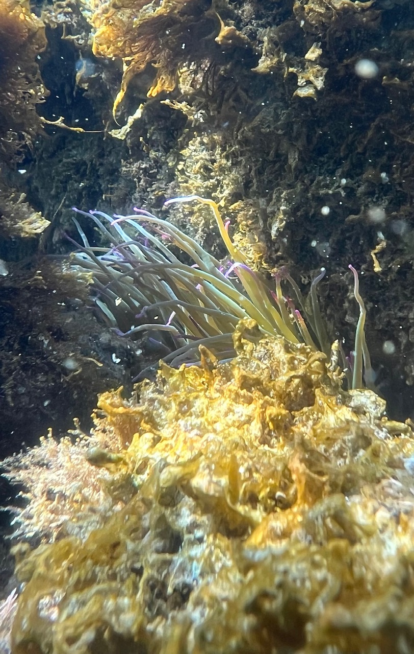 Lanemone capelli di Venere